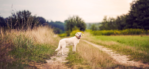 Mongrel labrador type dog standing in a summer field on a meadow.