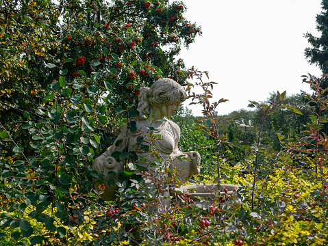 Venus goddess bust planter made of plaster with growing Houseleek or Sempervivum.