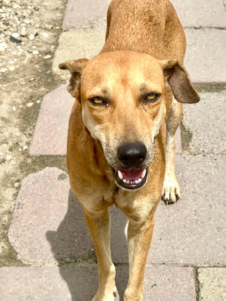 istock Street Dog wondering. 1436803948