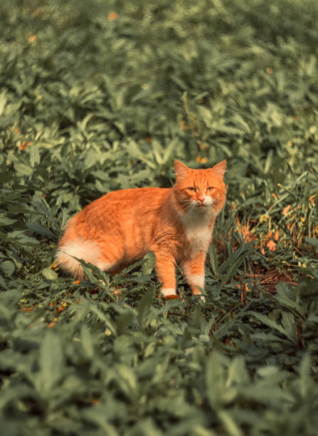istock red cat on a green meadow 1436804126