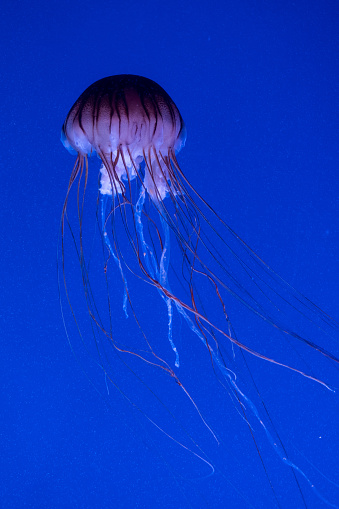 Close up of jellyfish in blue water