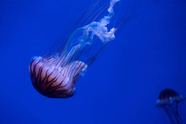 istock Jellyfish in blue water 1436804573