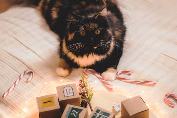 istock Cat and advent calendar on the bed. 1436805430