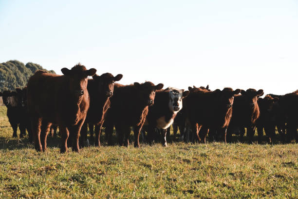 istock Countryside landscape with cows grazing, 1436806074