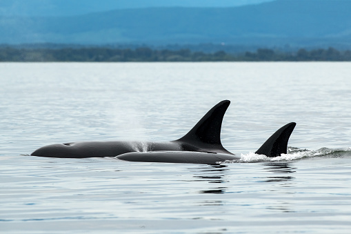 Biggs Orca Whale (Orcinus orca), Cowichan Bay, Vancouver Island, BC Canada