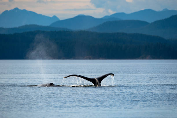 Humpback whale tail fluke off Vancouver Island, BC