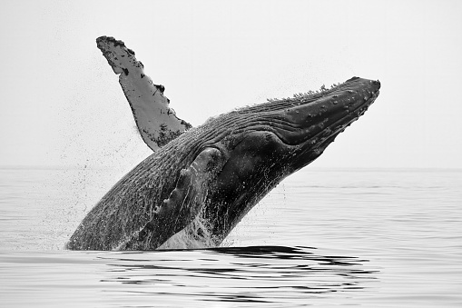 Humpback whale breach Strait of Georgia near Campbell River, BC Canada