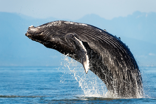 Brecha de ballena jorobada frente a la costa de la isla de Vancouver, BC photo
