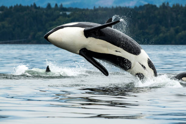 istock Killer (orca) whale breaching near Vancouver Island, BC 1436806345