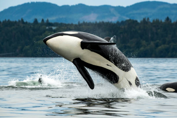 istock Killer (orca) whale breaching near Vancouver Island, BC 1436806350