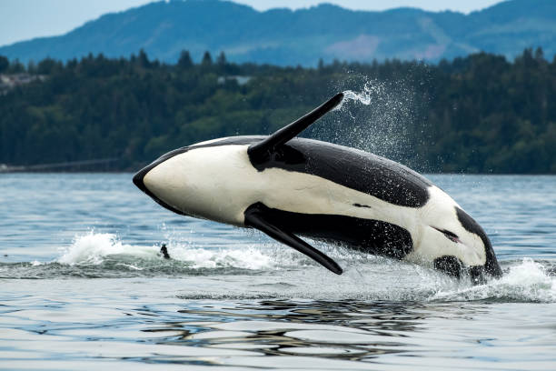 istock Killer (orca) whale breaching near Vancouver Island, BC 1436806351