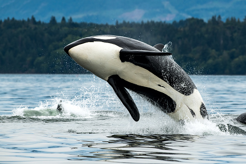 Orca (orca) rompiendo cerca de la isla de Vancouver, BC photo