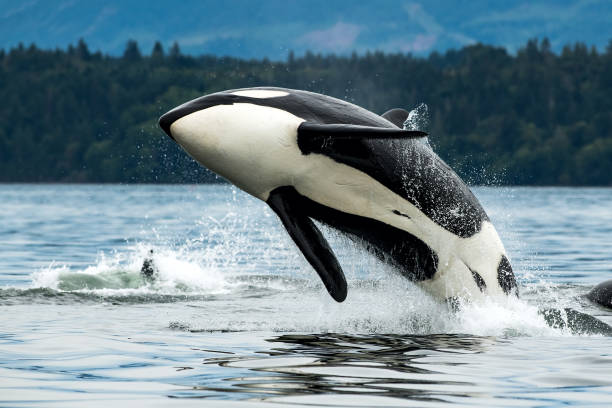 Wild killer whale orca in Andenes town on the polar line in Northern Norway