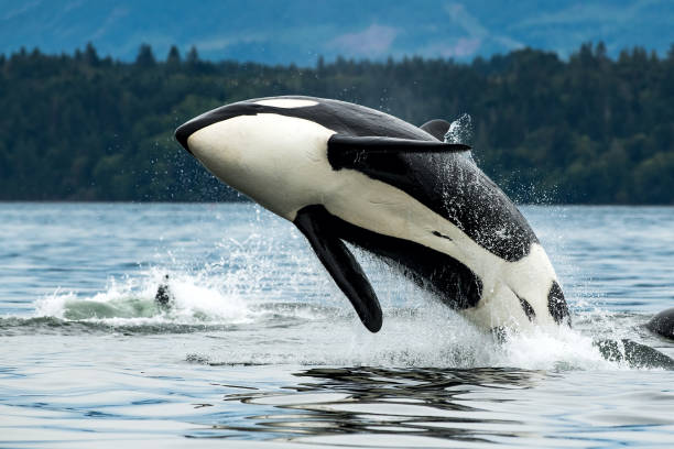 Killer (orca) whale breaching near Vancouver Island, BC Biggs Orca Whale (T065A2), Cowichan Bay, Vancouver Island, BC Canada duncan british columbia stock pictures, royalty-free photos & images