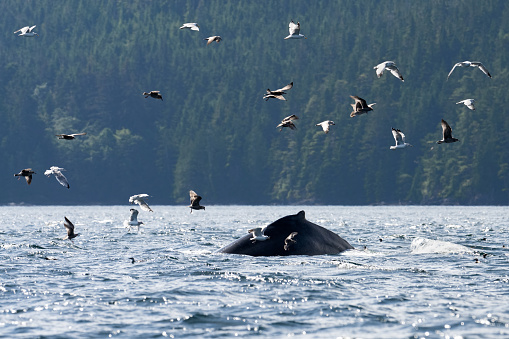 Humpback whale swarmed by birds in the Broughton Archipelago, Vancouver Island, BC Canada