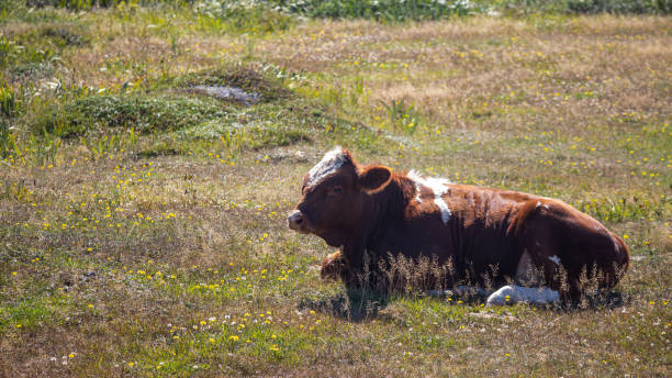 istock Cow Laying in a Community Pasturage 1436807753