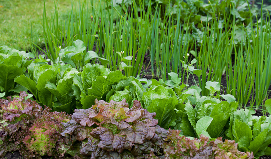 Vegetable garden with many edible plants -  salad leaves like lettuce, beet greens, spinach and broad beans are growing in the healthy dark soil.