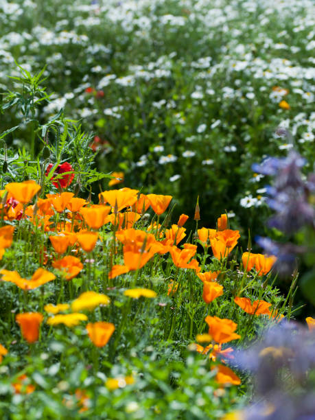 plantes médicinales et médicinales dans le jardin sauvage de style campagnard. - chamomile plant photos et images de collection