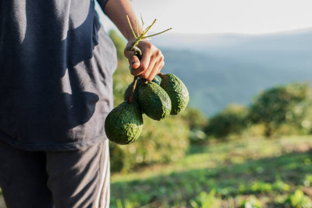 farmer with avocado fruit in his hand