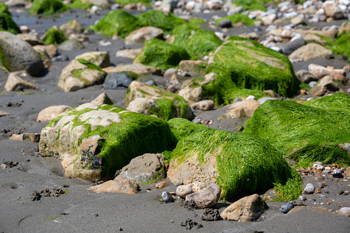 Lugworm, arenicola marina, sand casts and Bladderwrack and Gutweed (Ulva intestinalis) seaweed,Bembridge, Isle of Wight, UK