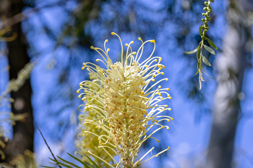 White Grevillea Moonlight flower in sunlight, nature background with copy space, full frame horizontal composition