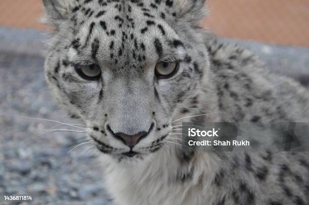 Grey Leopard & Dolly Grey Leopard & Dolly