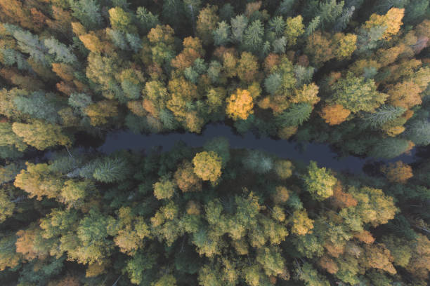 istock A river in a dense autumn forest. Top view 1436812234