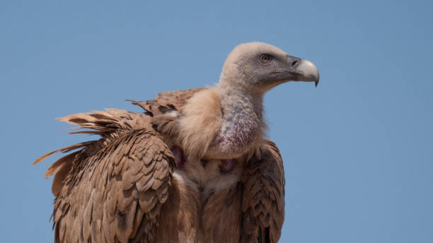 Vulture. stock photo