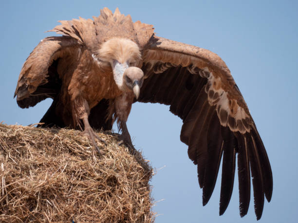 Vulture. stock photo