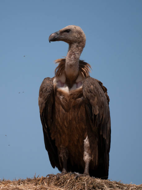 Vulture. stock photo