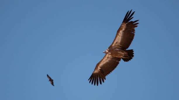 Vulture. stock photo