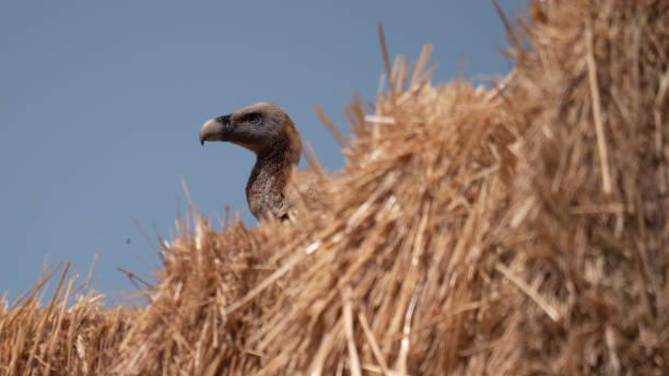 Vulture. stock photo