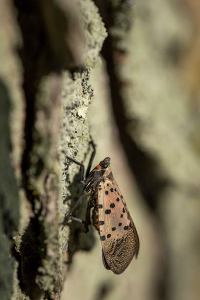 istock A close-up of a Spotted Lanternfly (Lycorma delicatula) crawling on the trunk of a maple tree 1436814075