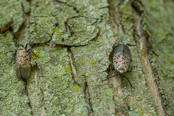 un primo piano di diverse lanterne maculate (lycorma delicatula) che strisciano sul tronco di un acero - invasive plant foto e immagini stock