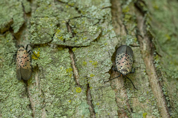 um close-up de várias lanternas manchadas (lycorma delicatula) rastejando no tronco de uma árvore de bordo - introduced species - fotografias e filmes do acervo