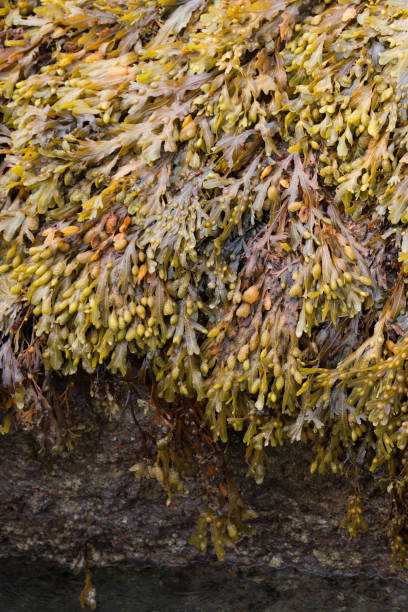 istock Backgrounds. Natural pattern with seaweed on a rock. 1436815335