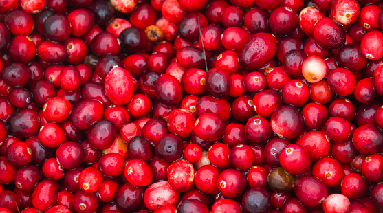 Close up of a bucket of freshly harvested cranberries at a bog on Cape Cod.