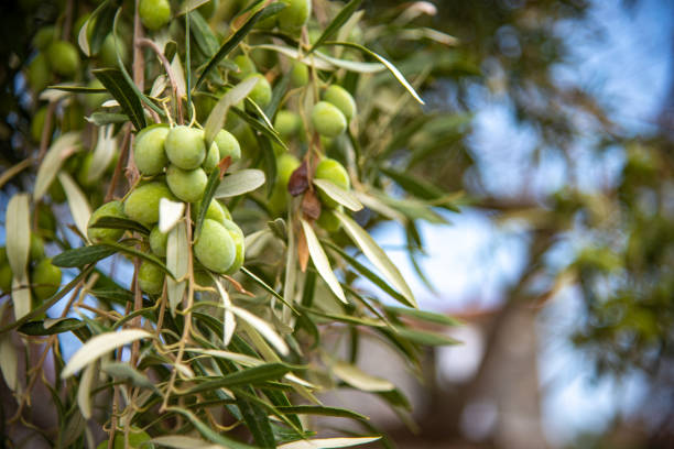 istock Green olives on an ovile tree is summer, Lindos, Greece 1436815425