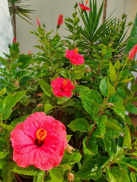 istock Hibiscus flowers in the summer sun 1436817184