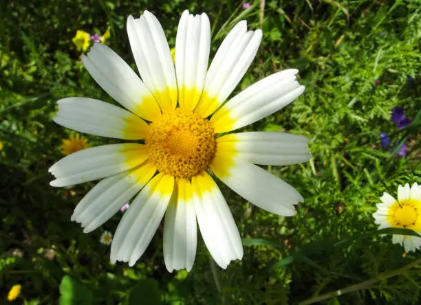 Close-up of a big daisy in the field