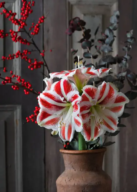 Beautiful bouquet with red, white Amaryllis flower, eucalyptus and red holly berry branches, in a ceramic vase. Christmas floral arrangement or home decoration.