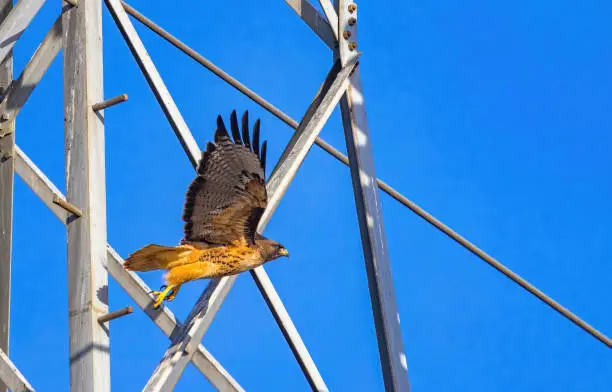 Hawk lifting off from a powerline tower.