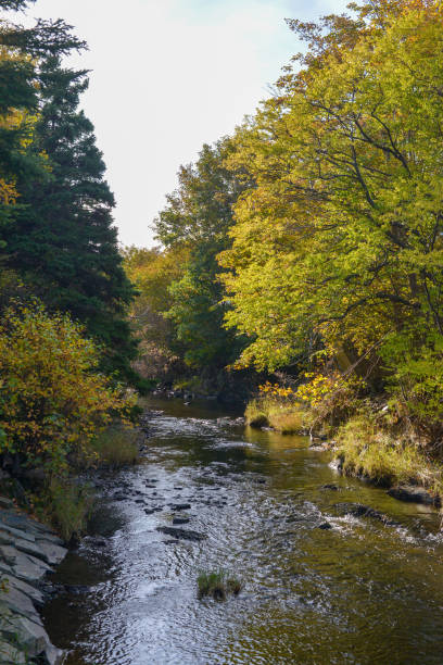 istock Waterford River Autumn trees 1436819827