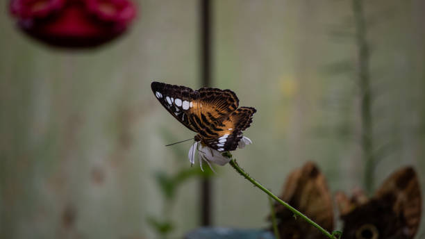 Parthenos Sylvia on a Flower
