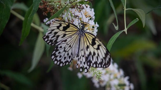 istock Paper Kite Butterfly on flowers 1436823522