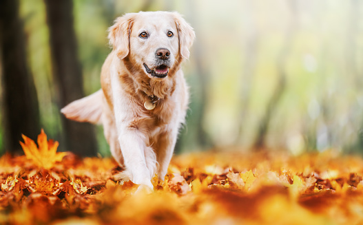 Happy golden retriever dog walking and playing in autumn park