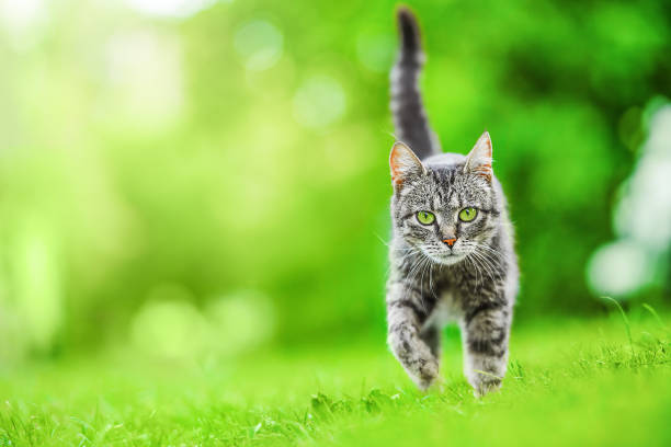 istock tabby cat outdoors in sunny green garden walking towards camera looking 1436825024