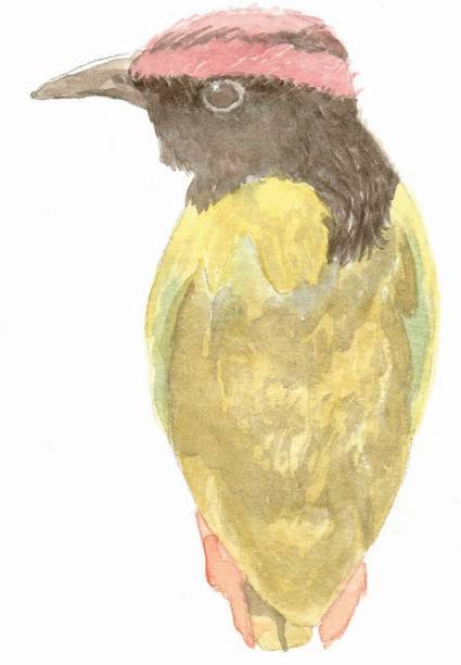 ilustrações, clipart, desenhos animados e ícones de ilustração de pássaro nativo australiano, pitta barulhento - old book illustrations