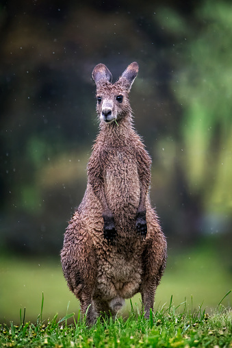 Eastern grey kangaroo in the rain