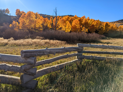 Mountain pasture and ranch fence in golden aspen forest in late autumn above Kolob Reservoir near Zion National Park Utah